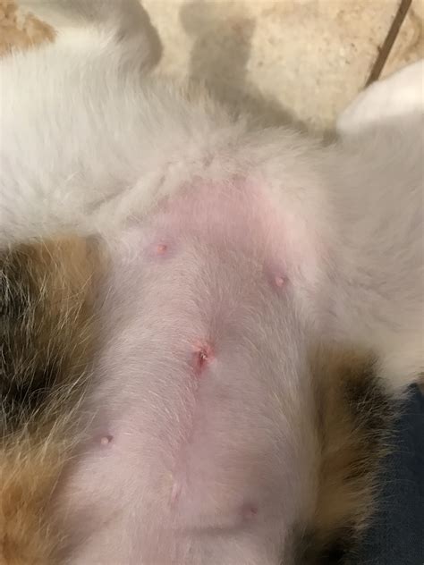 Female animals (spay) have an incision made just below the belly button into the abdomen. Is My Cat's Spay Incision Infected? | TheCatSite