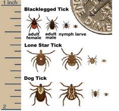 Mayonii (which cause lyme disease), anaplasma phagocytophilum (anaplasmosis), b. BLACKLEGGED/DEER TICK VS. DOG/WOOD TICK | Camp / Hike - First Aid | Pinterest | Wood tick