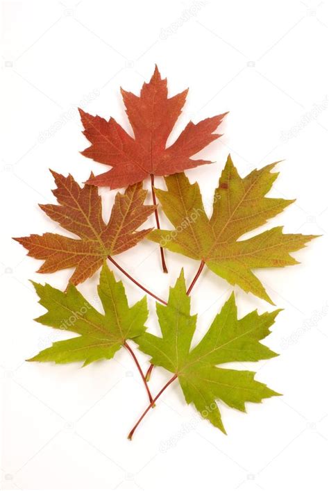 Leaves Changing Color Stock Photo By ©whitestar1955 54097921