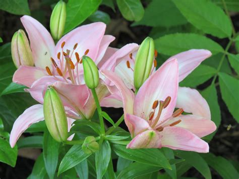 Pink Lilies Pink Lily Lilies Garden Plants Flowers Irises Garten