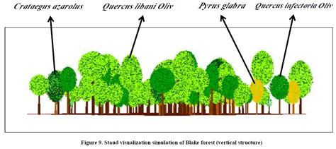 Study Of Vertical And Horizontal Forest Structure In Northern Zag