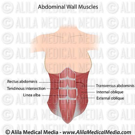 Muscles Of The Chest And Abdomen Labeled / Muscles of the Anterior