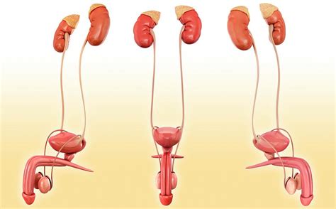 Male Urinary System Anatomy Photograph By Pixologicstudio Science Photo