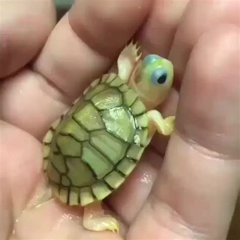 This Little Baby Turtle Eyebleach