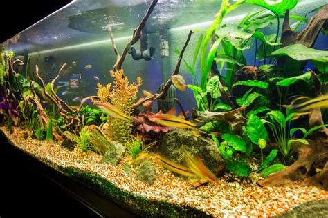 The 10 Best Fish Tank Cleaners Urbaki Pets