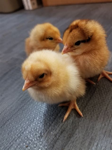 Easter Egger Female Chicks Hatched 4820
