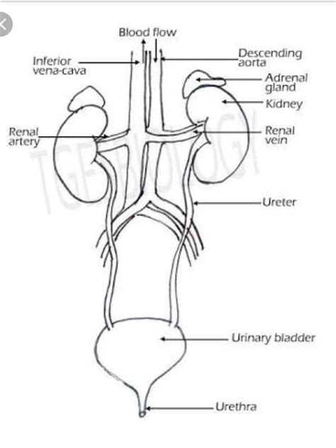 Questions and answers on labeled/unlebled diagrams of a human cell : Draw a diagram of the human excretory system and label the ...