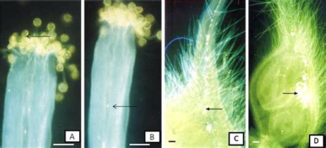 Pollen Germination And Pollen Tube Growth Studies In The Flowers Of