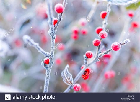 Macro Closeup Of Red Winter Berries With Leaves In Autumn Fall Showing