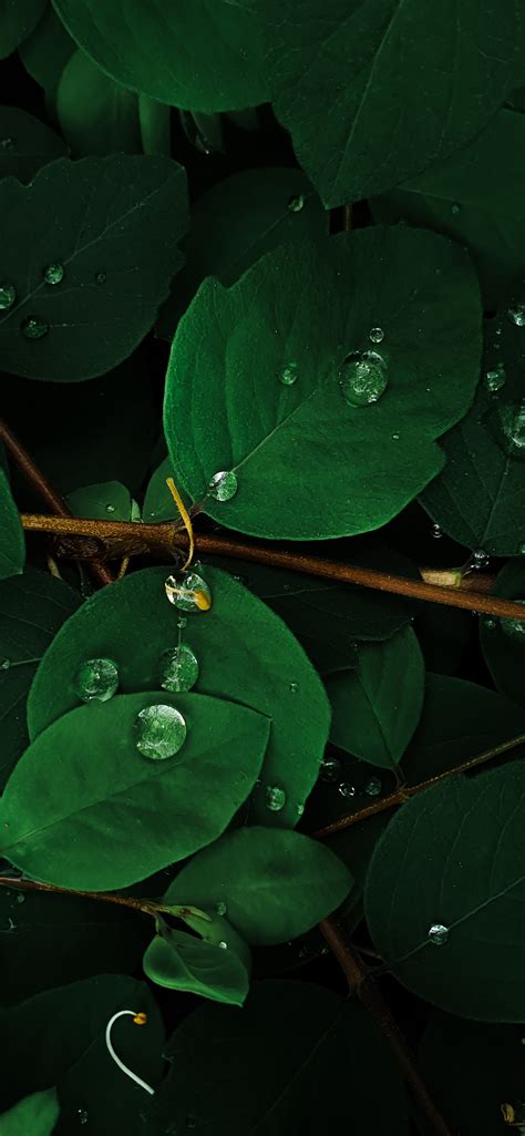 Green Leaves 4k Wallpaper Rain Droplets Macro Plant