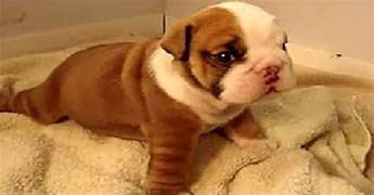 Adorable Wrinkly Bulldog Puppy Is Too Cute To Handle