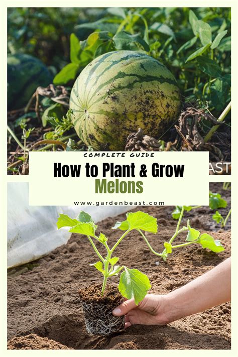 How To Plant And Grow Melons Complete Guide Growing Melons Growing