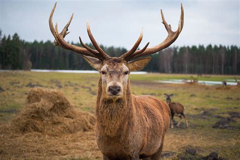 Red Deer Stag Protecting Its Fawn Photograph By Boris Sv