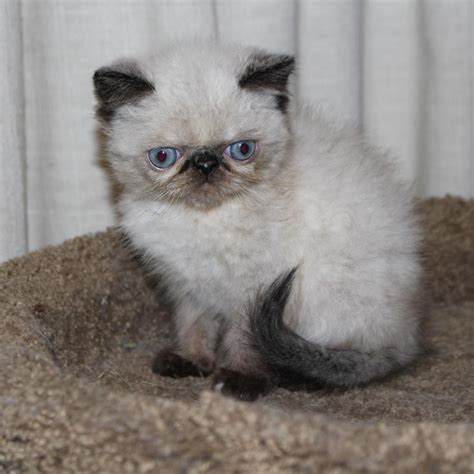 Exotic Shorthair Cats For Sale Columbus Oh 245373