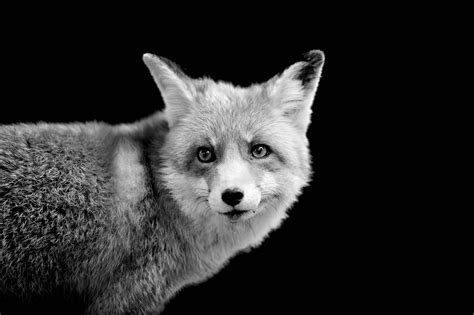 Download Grayscale Arctic White Fox Wallpaper