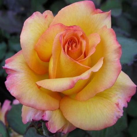 Rose Cultivars Named After Some People Nafff