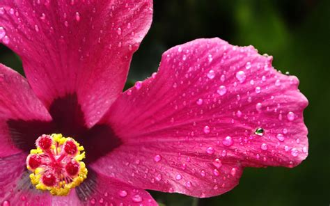 Pink Hibiscus Nature Flowers Hibiscus Pink Flowers Hd Wallpaper