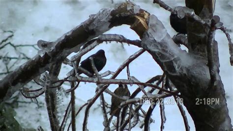 Ice Storm Aftermath Dec. 22, 2013. - YouTube