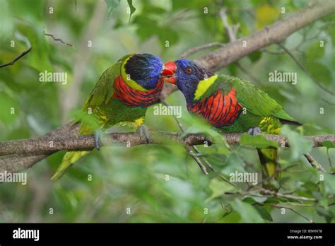 Two Rainbow Lorikeets Billing Trichoglossus Haematodus Stock Photo