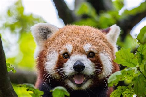 Red Panda Facts Pictures And Information The Panda That