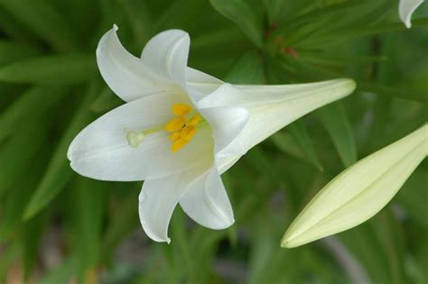 Houseplant Of The Month Easter Lily Acres Garden Center