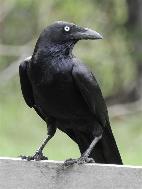 Australian Raven Corvus Coronoides
