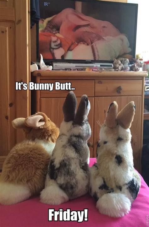 12 Best Bunny Butt Friday Images On Pinterest Bunnies Animaux And