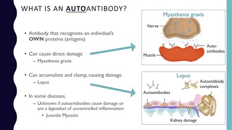 What Is An Autoantibody Youtube