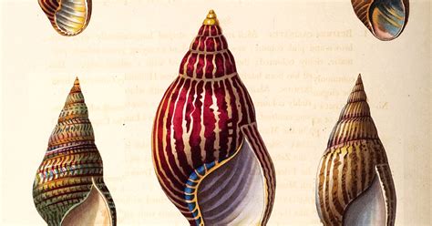 Conchology Or The Natural History Of Shells Stunning 19th Century