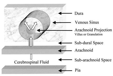 Cerebrospinal Fluid Transport A Lymphatic Perspective Physiology