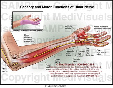 Radial Nerve Motor Function Of Radial Nerve