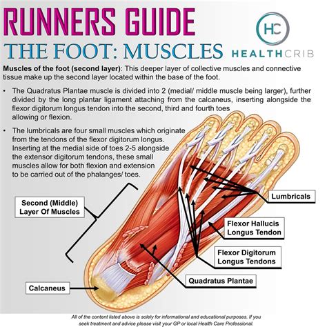 Muscles And Tendons On Top Of Foot