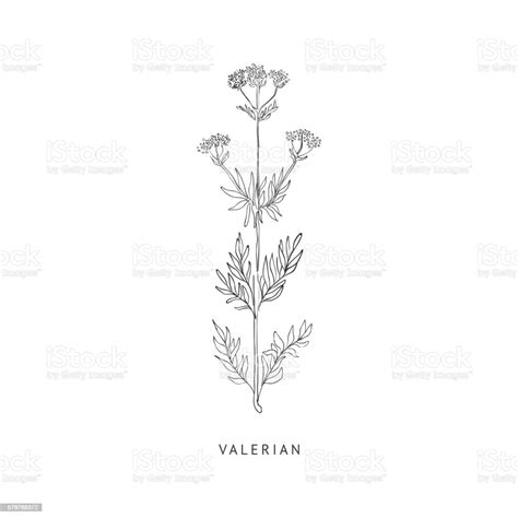 Valerian Hand Drawn Realistic Sketch Stock Illustration Download