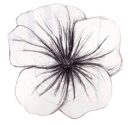 Flower Sketch By Meghan Lynch Paint X Number Dreams Pinterest