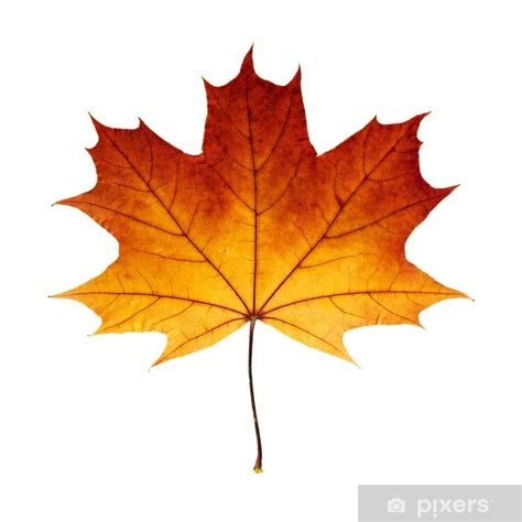 Fototapeta Jesień liść klonu na białym tle - PIXERS.PL