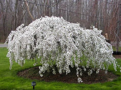 Prunus X Snow Fountains Snow Fountains Weeping Cherry