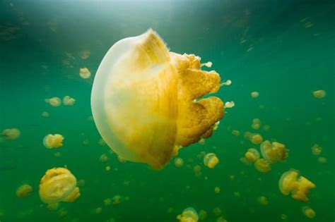 How Jellyfish Rule The Seas Without A Brain Prehistoric Animals