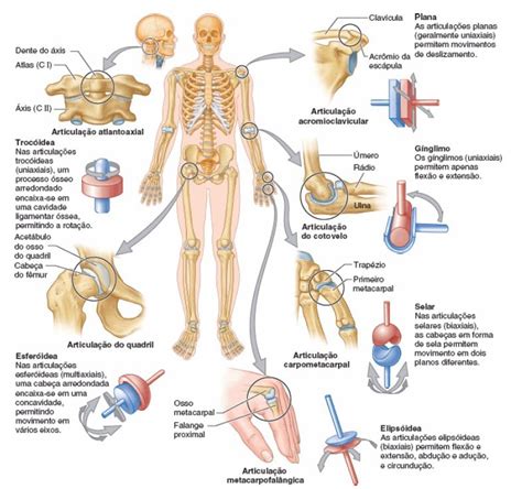 Sistema Articular Anatomia Papel E Caneta