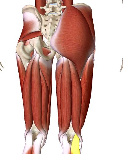 Week Anatomy Gluteal Region The Thigh Flashcards Quizlet Free Nude My