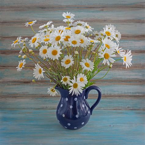 Wild Daisies Colorful Bouquet In A Vase Stock Photo Image Of Nature