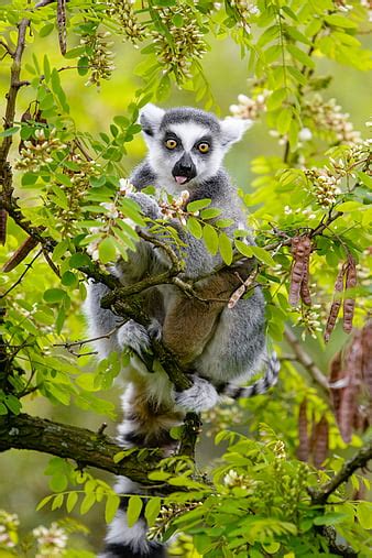 Lemur Animal Tree Branches Hd Wallpaper Peakpx