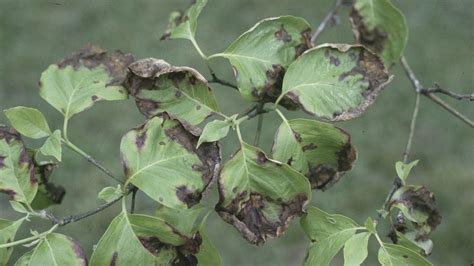 Dogwood Anthracnose University Of Maryland Extension