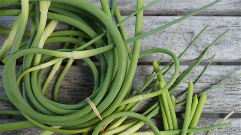 How To Cook With Garlic Scapes Epicurious