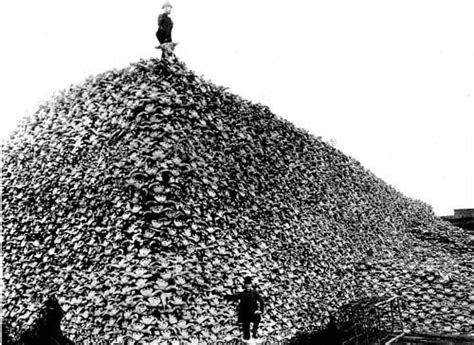 Buffalo Bones Being Recycled As Fertilizer Kansas 1881 Bison Skull