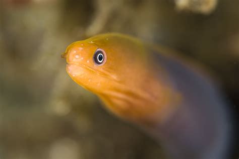 Unknown Species Of Dwarf Moray Eel