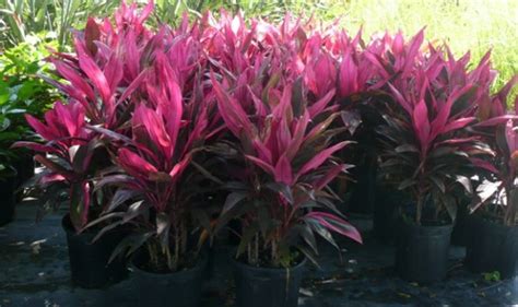Red Leaf Florida Plants Ti Plant Landscaping Pinterest Colors