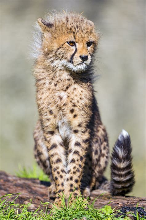Cheetah Cub On The Log Ii Portrait Of A Cheetah Cub Sittin Flickr