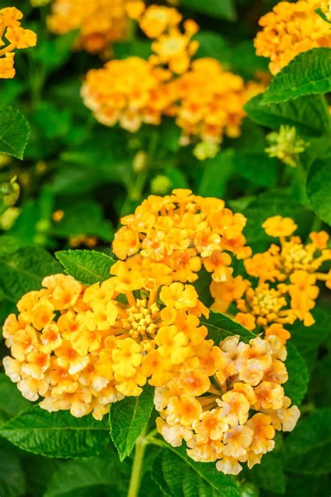 Lantana Camara Flowers Stock Image Image Of Bouquet 44013815