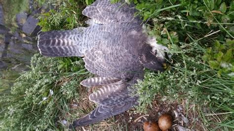 Investigation As Peregrine Falcons Killed In Cooley Meath Chronicle