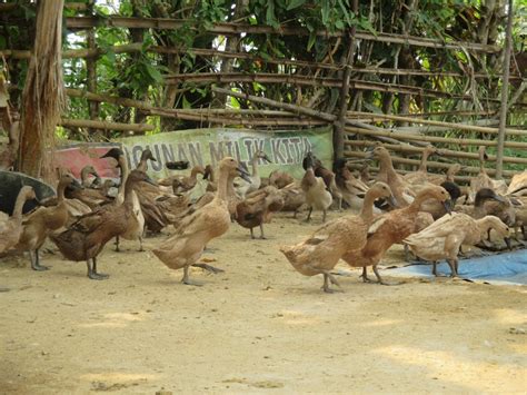 Check spelling or type a new query. Peternakan Itik Petelur - LPB Pama Kite Gale